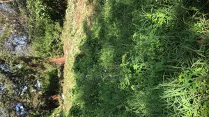 Tatu City Oaklands, Ruiru Land