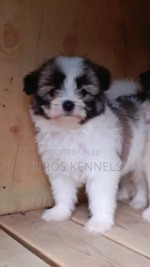 1-3 months Male Purebred Havanese