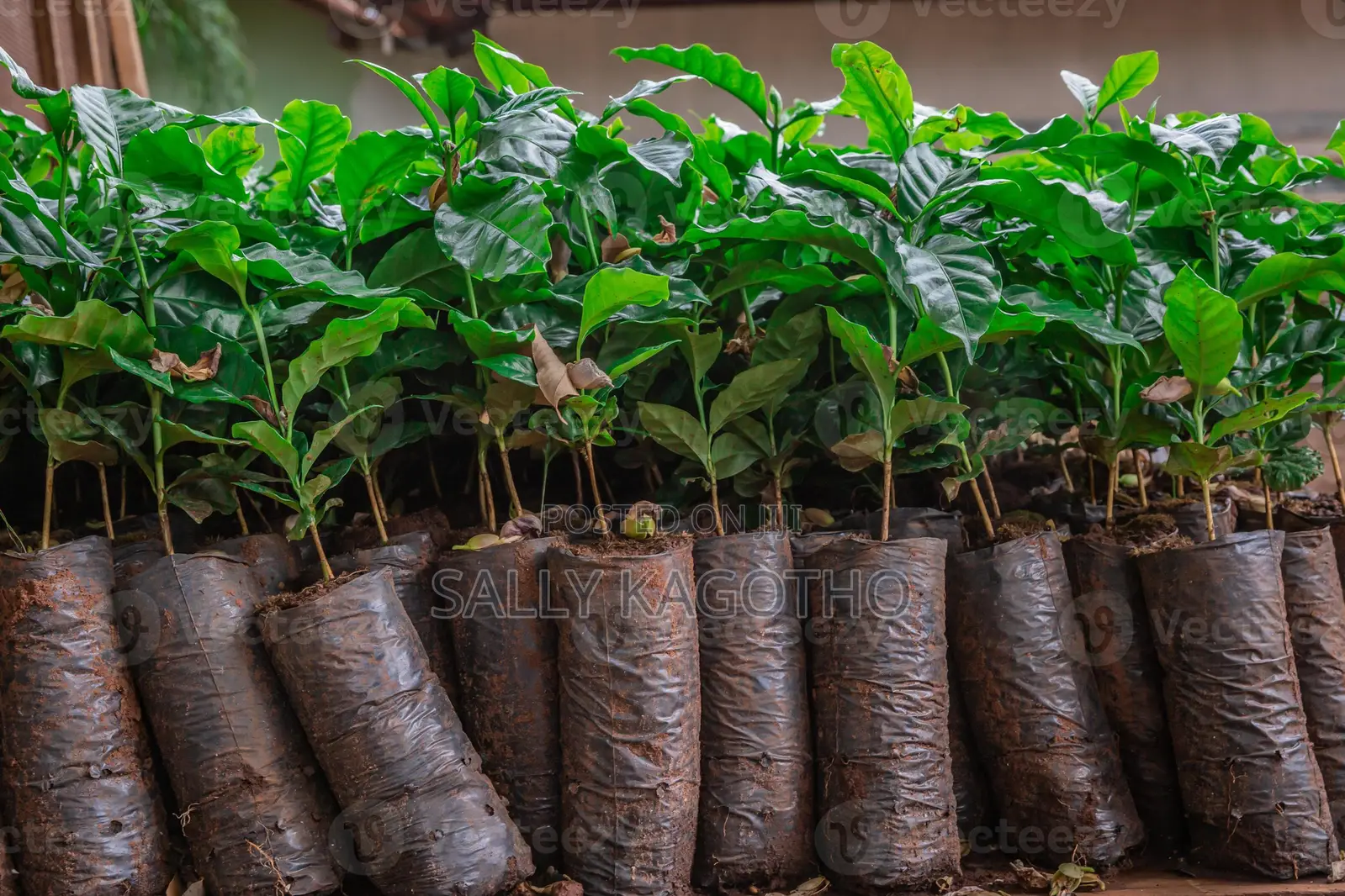 Ruiru 11 Coffee Seedling Available