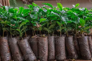 Ruiru 11 Coffee Seedling Available
