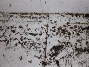 Fumigation Services by Professional Reliable Personnel
