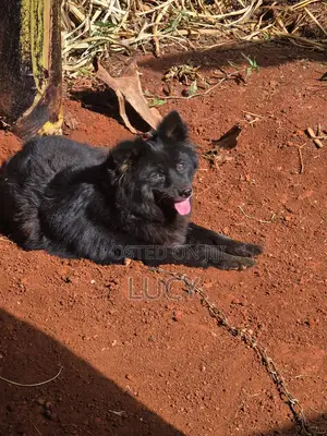 1+ year Female Purebred Schipperke