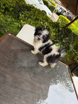 3-6 months Male Purebred Maltese