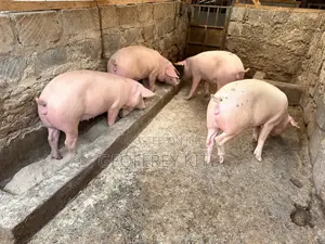 Served and Unserved Maxgrow Duroc Gilts