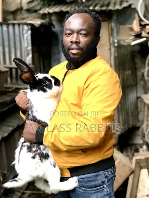 Rabbits Breeds