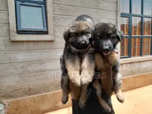 1-3 months Male Purebred German Shepherd