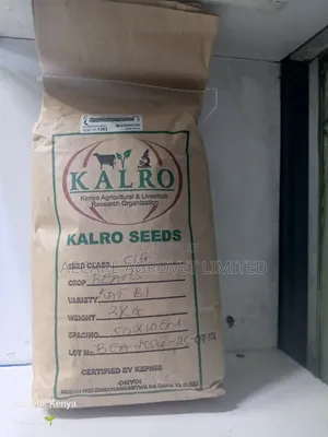 Kat B1 Yellow Beans Seeds 2kgs Kalro Seeds