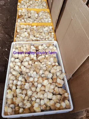 Fertilized Sasso F1 Eggs