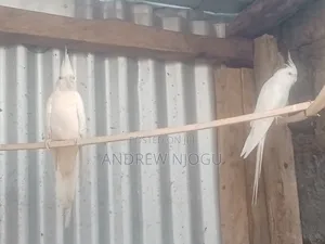 Mature Pure White Cockatiels Pair
