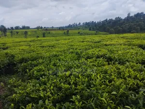 10 Acres of Well Maintained Tea Farm in Kiambu Ngorongo Area