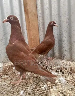 Danish Pigeons