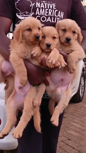 1-3 months Male Purebred Golden Retriever