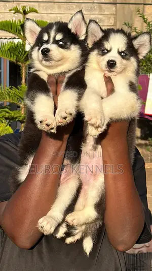 1-3 months Male Purebred Siberian Husky