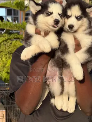 1-3 months Female Purebred Siberian Husky