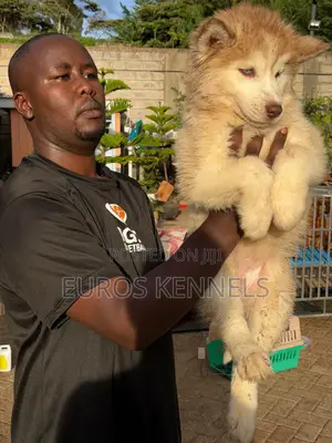 1-3 months Female Purebred Siberian Husky