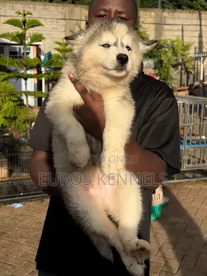 1-3 months Female Purebred Siberian Husky