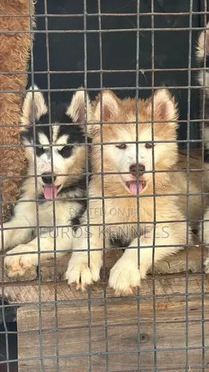 1-3 months Female Purebred Siberian Husky