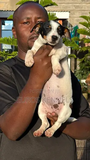 1-3 months Female Purebred Jack Russell Terrier