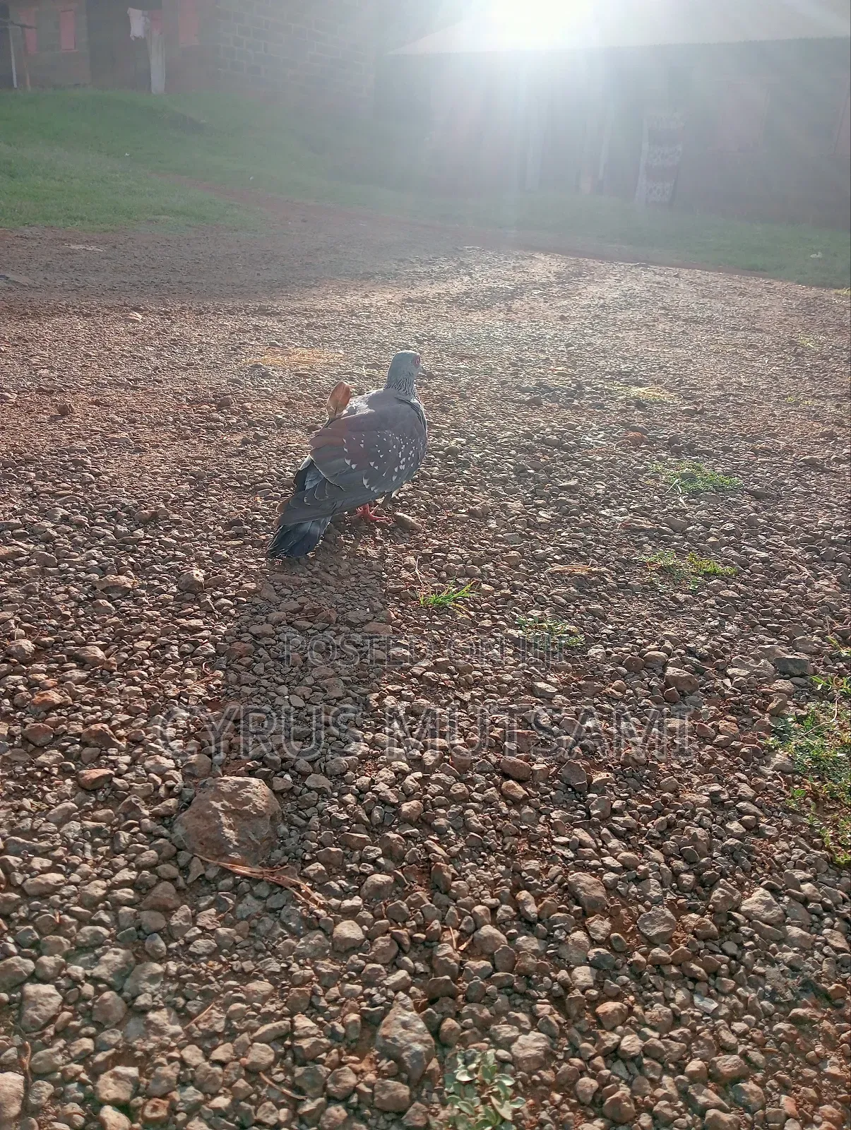 A Pair of African Rock Pigeon