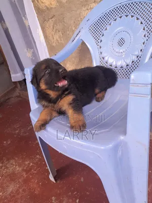 1-3 months Male Purebred German Shepherd