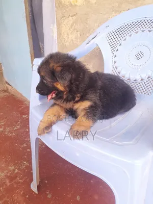 1-3 months Female Purebred German Shepherd