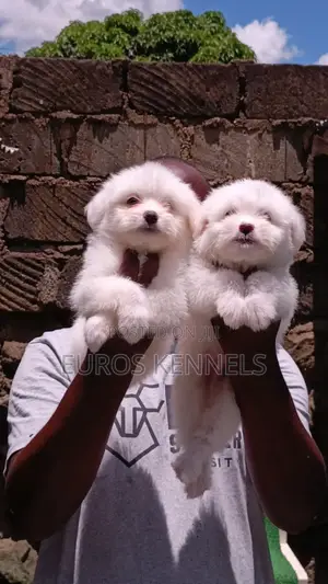 1-3 months Male Purebred Havanese