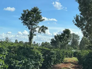180 Acres of Prime Coffee Farm in Juja, 7km From Thika Price16m/Acre,