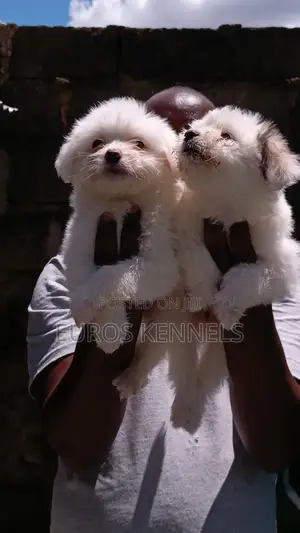 1-3 months Female Purebred Havanese