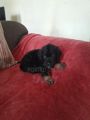 1-3 months Male Purebred Cockapoo