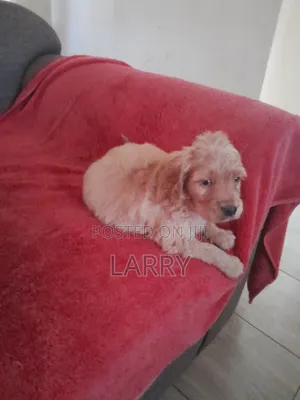 1-3 months Female Purebred Cockapoo