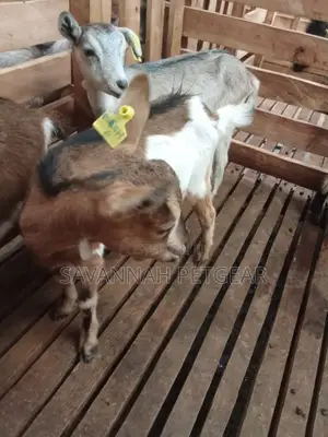 Alpine Dairy Goat for Milk Production (High Adaptability)