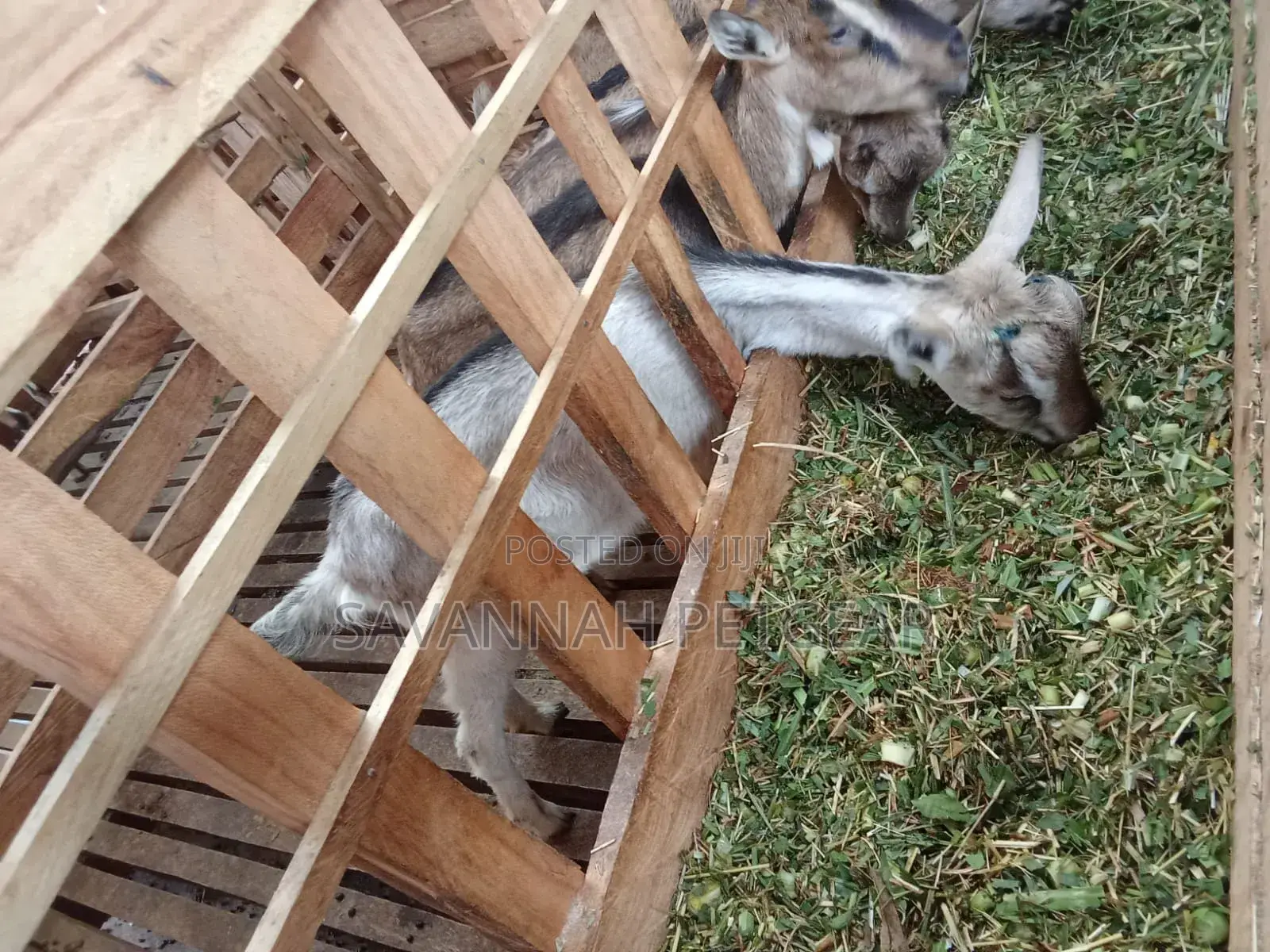 Alpine Dairy Goat for Milk Production (High Adaptability)