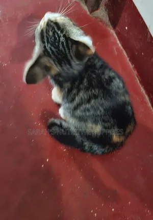 1-3 months Female Mixed Breed Cat