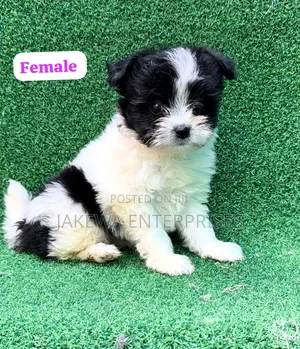 1-3 months Female Purebred Havanese