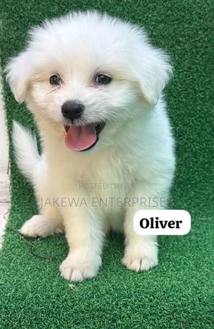 1-3 months Male Purebred Havanese