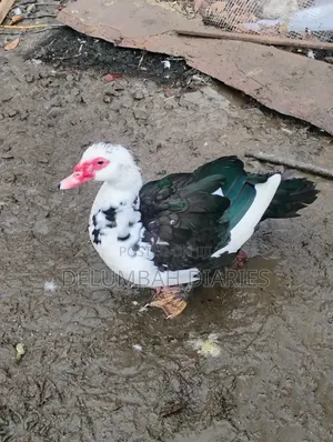 Muscovy Ducks