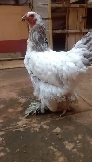 Brahma Chicken Fertilized Eggs For Hatching