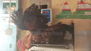 Domestic Rooster for Meat and Breeding