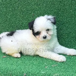 1-3 months Male Purebred Havanese