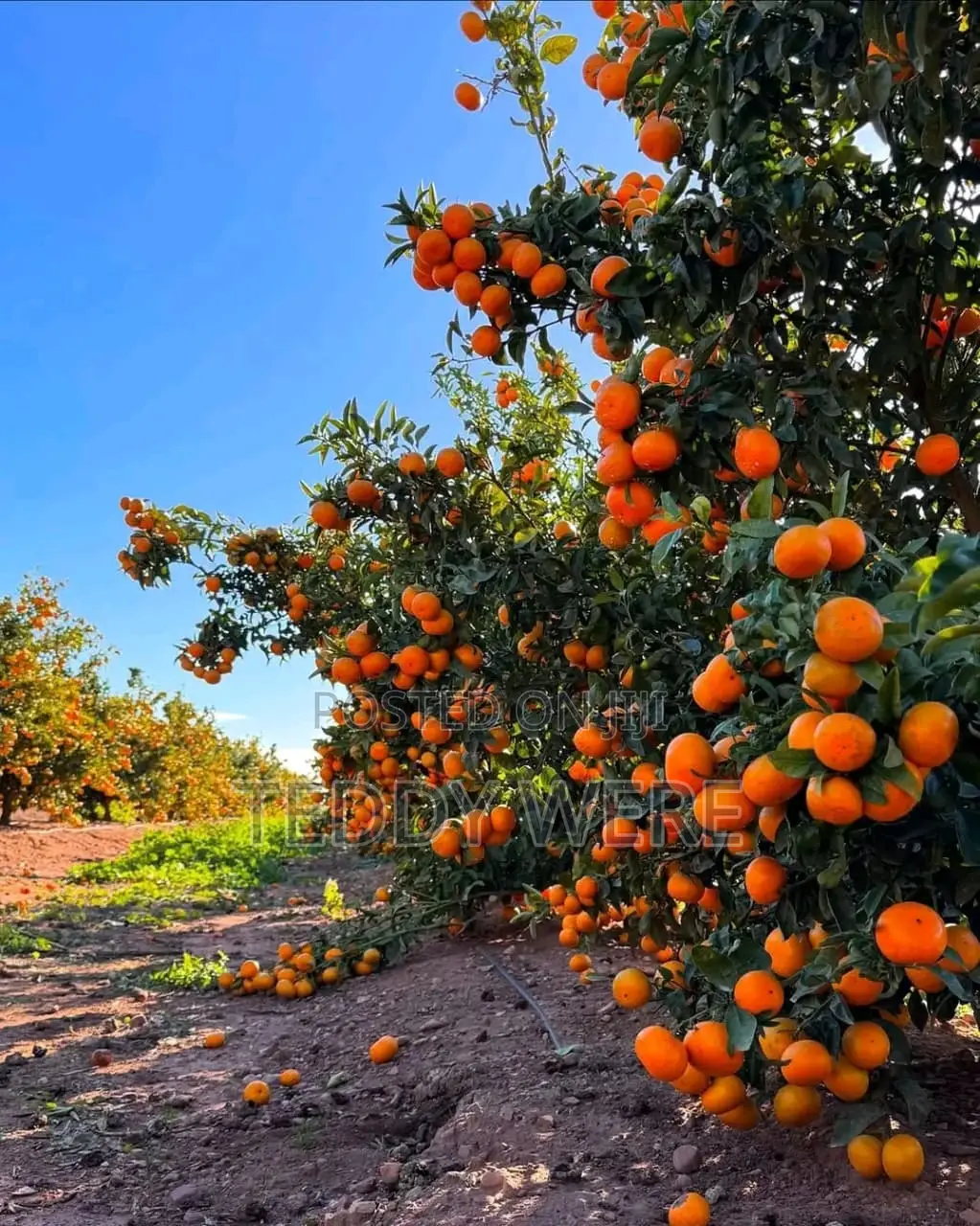 Farm Manager Job