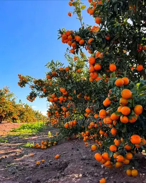 Farm Manager Job