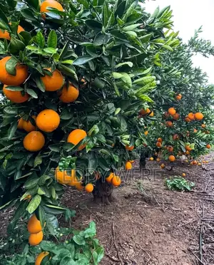 Farm Manager Job