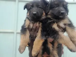 1-3 months Male Purebred German Shepherd