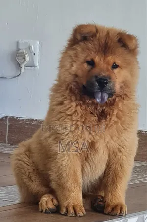 6-12 months Male Purebred Chow Chow