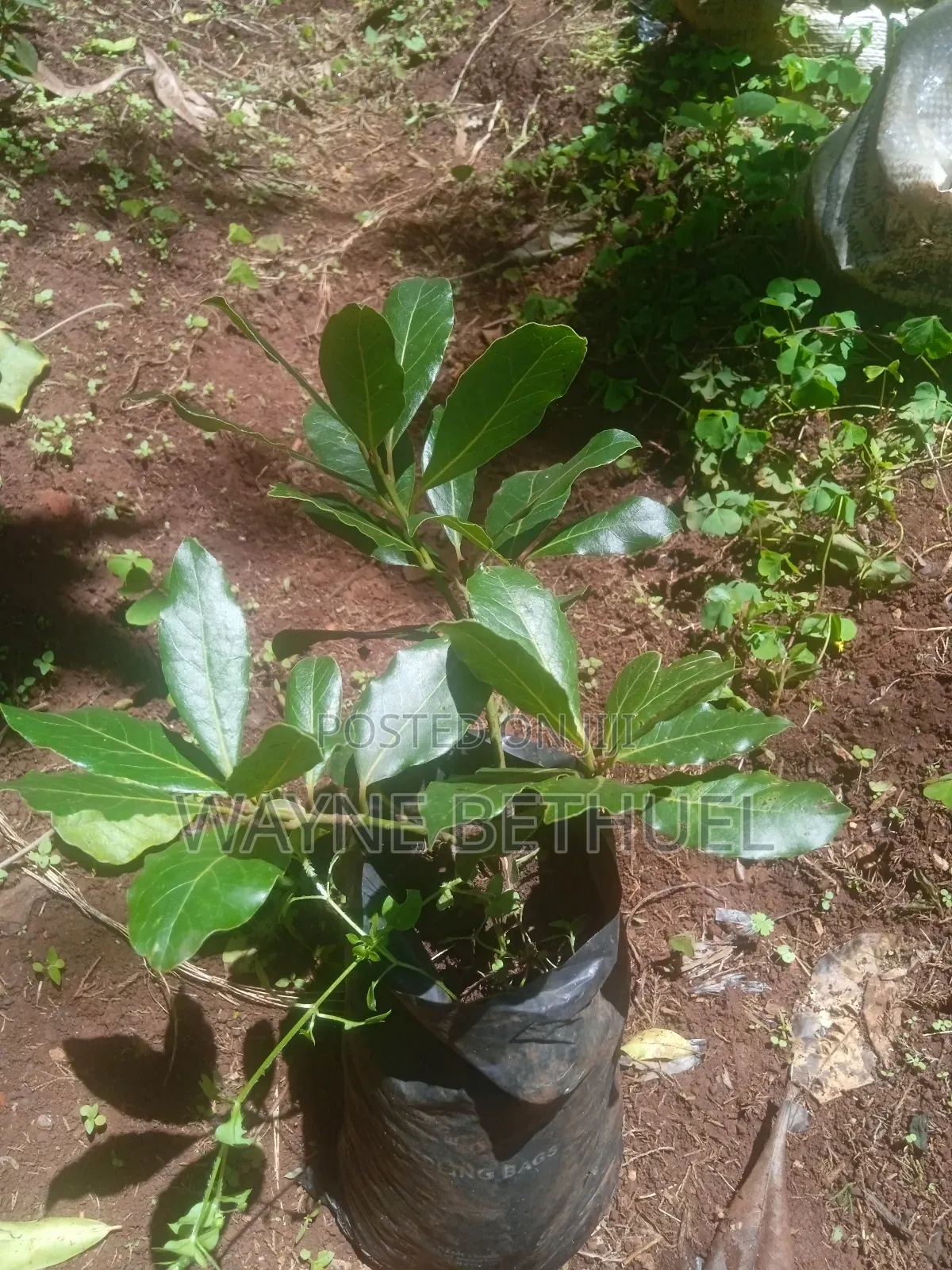 Bayleaf Tree