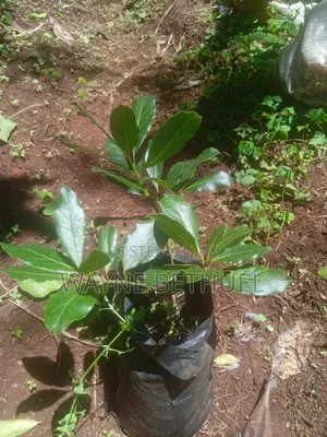 Bayleaf Tree