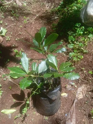 Bayleaf Tree