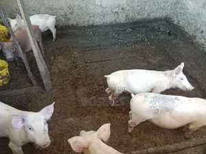 Best for Breeding Pigs