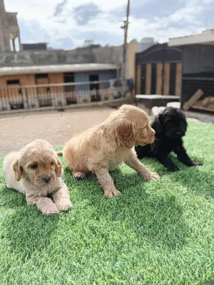 1-3 months Male Purebred Golden Retriever