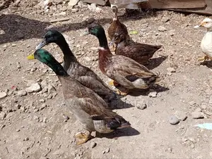 Rouen Ducks (Mature Male Rouen Ducks) for Meat or Breeding